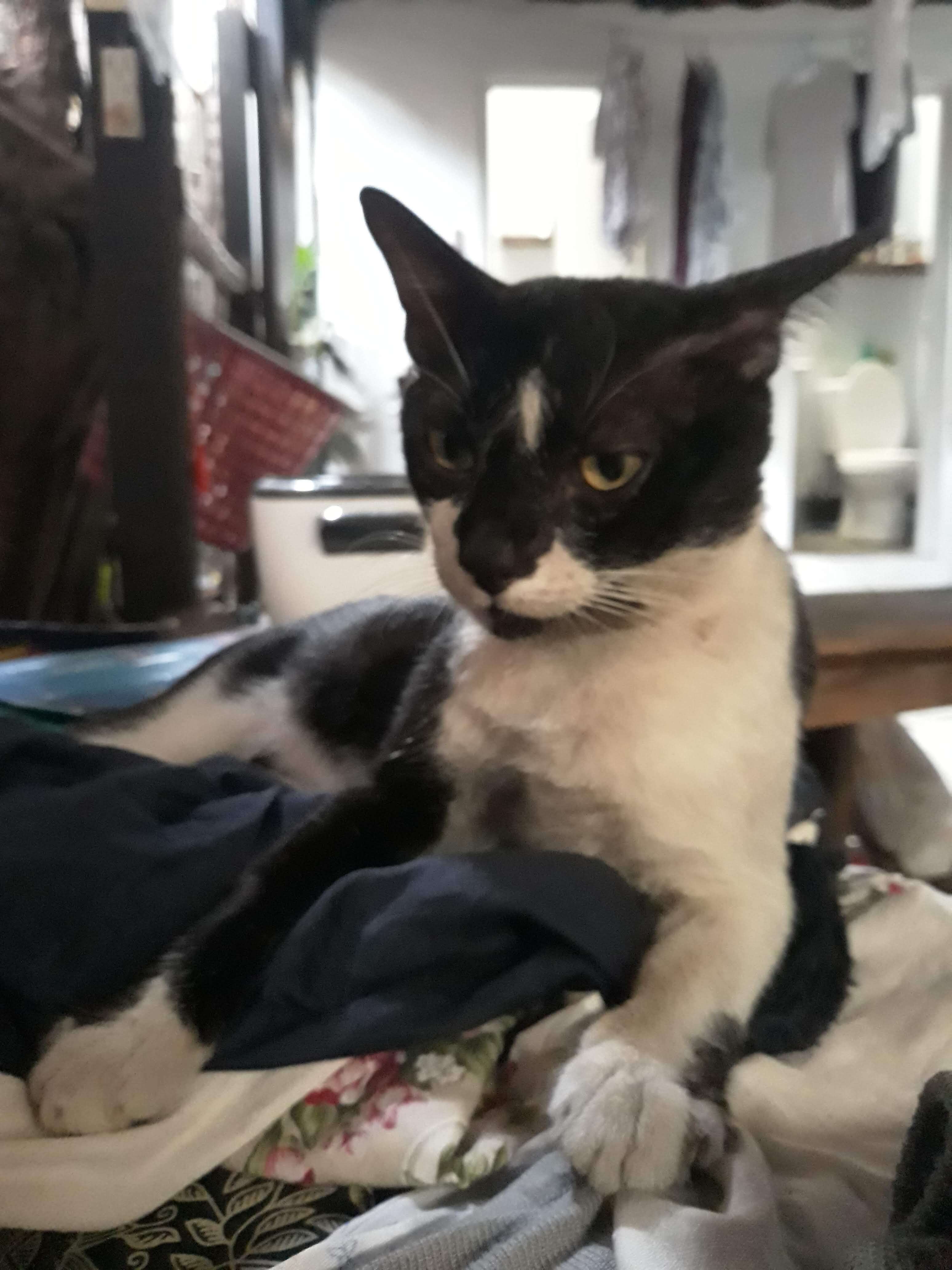 Picture of Chipiski, a mostly-black partly-white cat resting on a pile of fabrics, looking past the camera