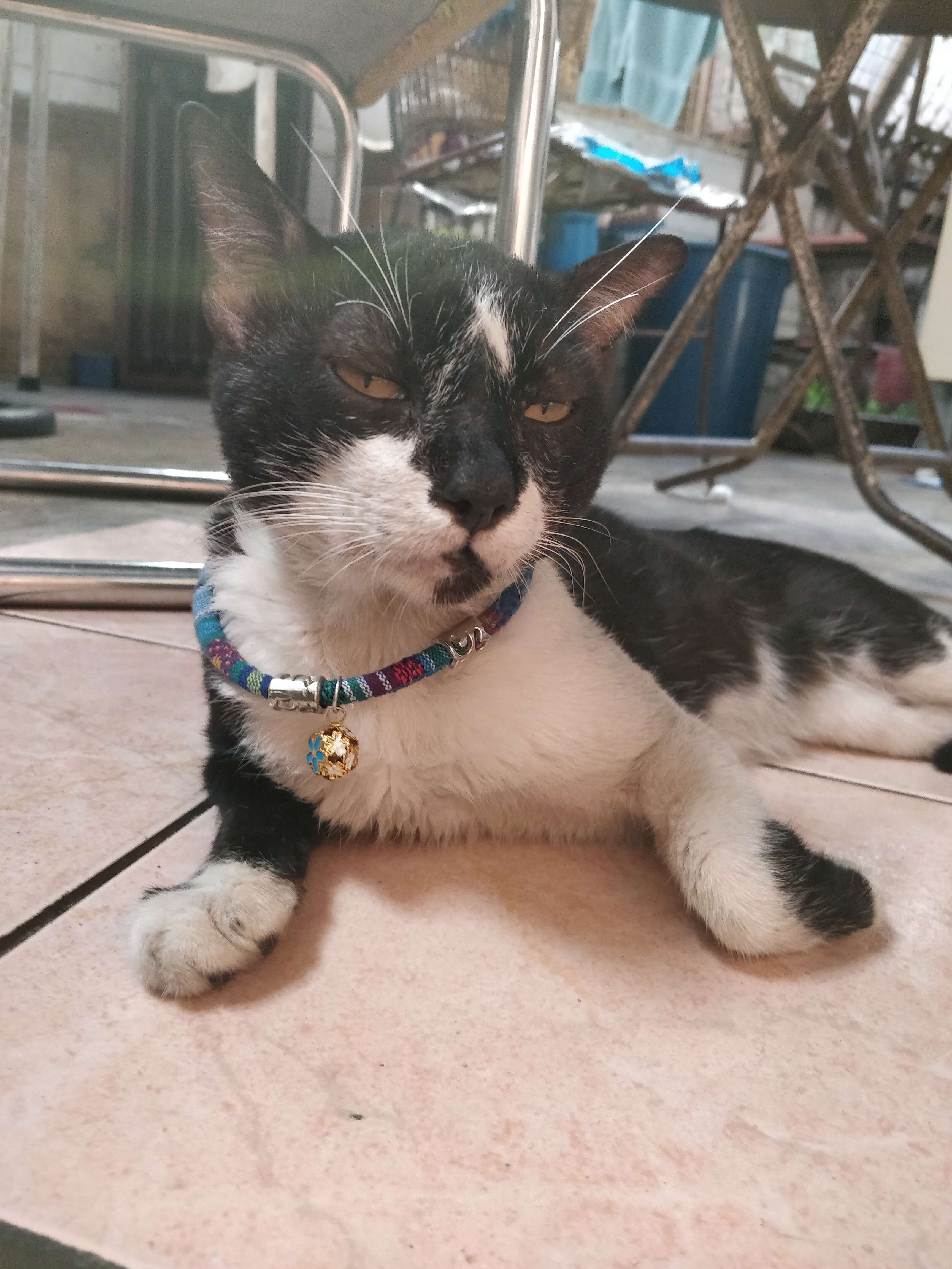 Picture of Chipiski, a mostly-black partly-white cat resting on the floor, wearing a fancy necklace from nowhere, looking into the camera