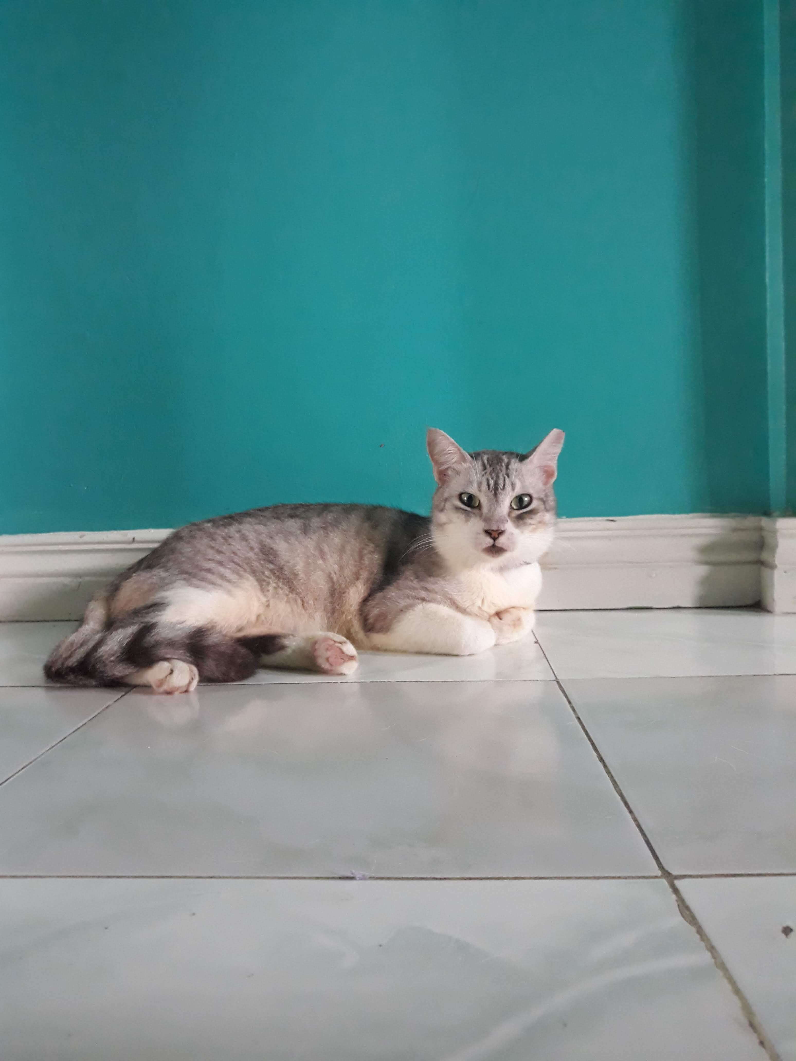 Picture of Edgar, a grey cat lounging on the tiled floor against an aquamarine wall, looking straight into the camera