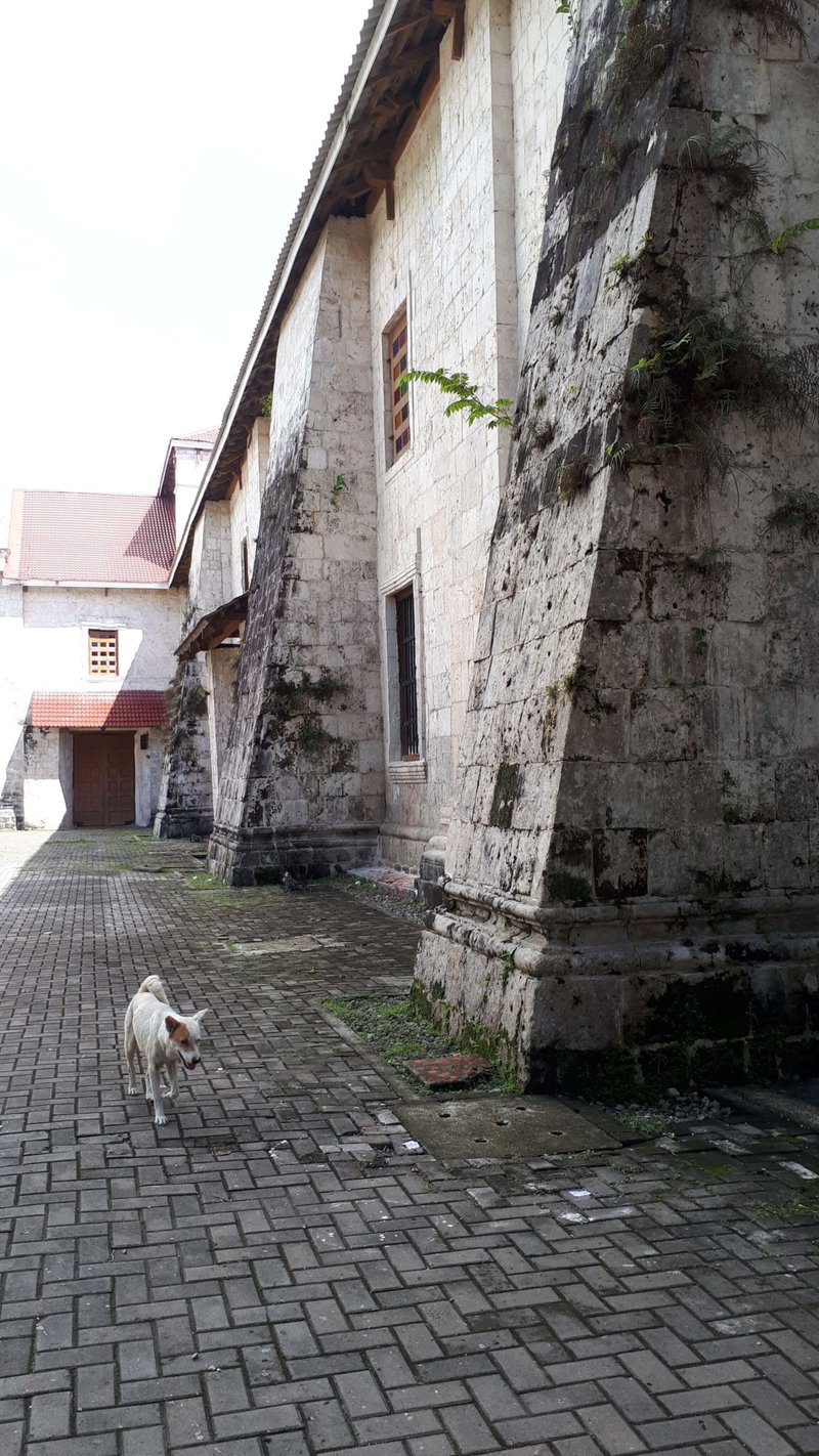 Side of the Baclayon Church; a dog strolling nearby